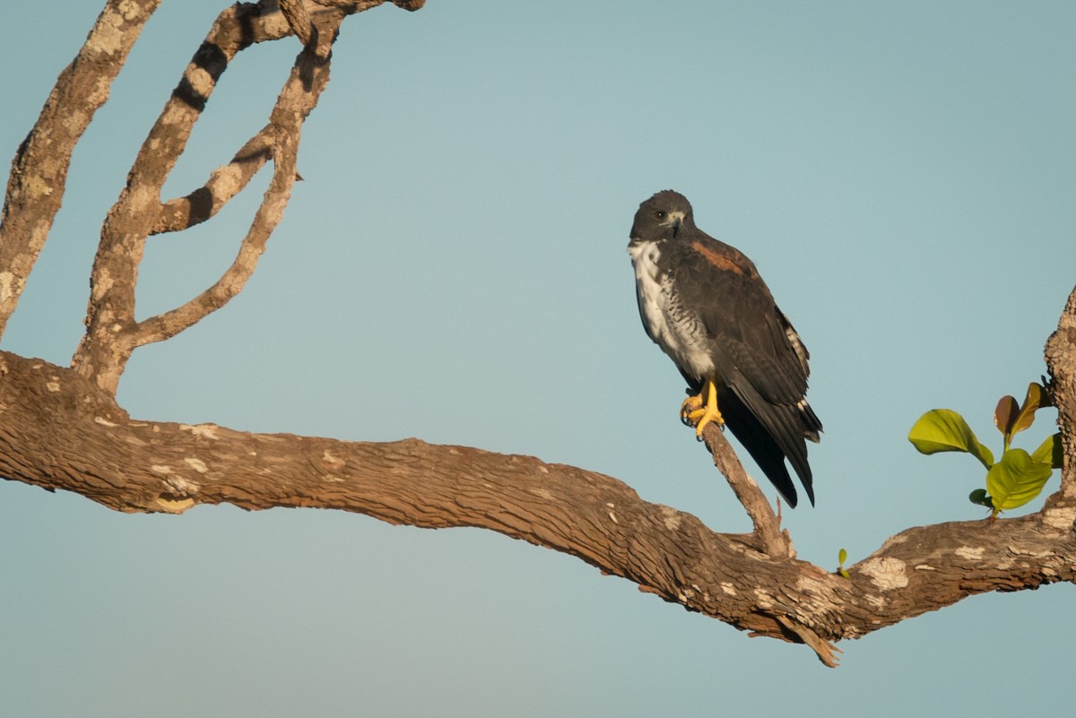 White-tailed Hawk - Claudia Brasileiro