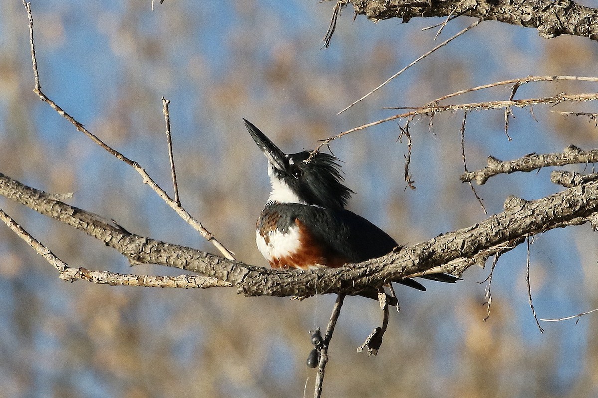 Belted Kingfisher - ML124504881