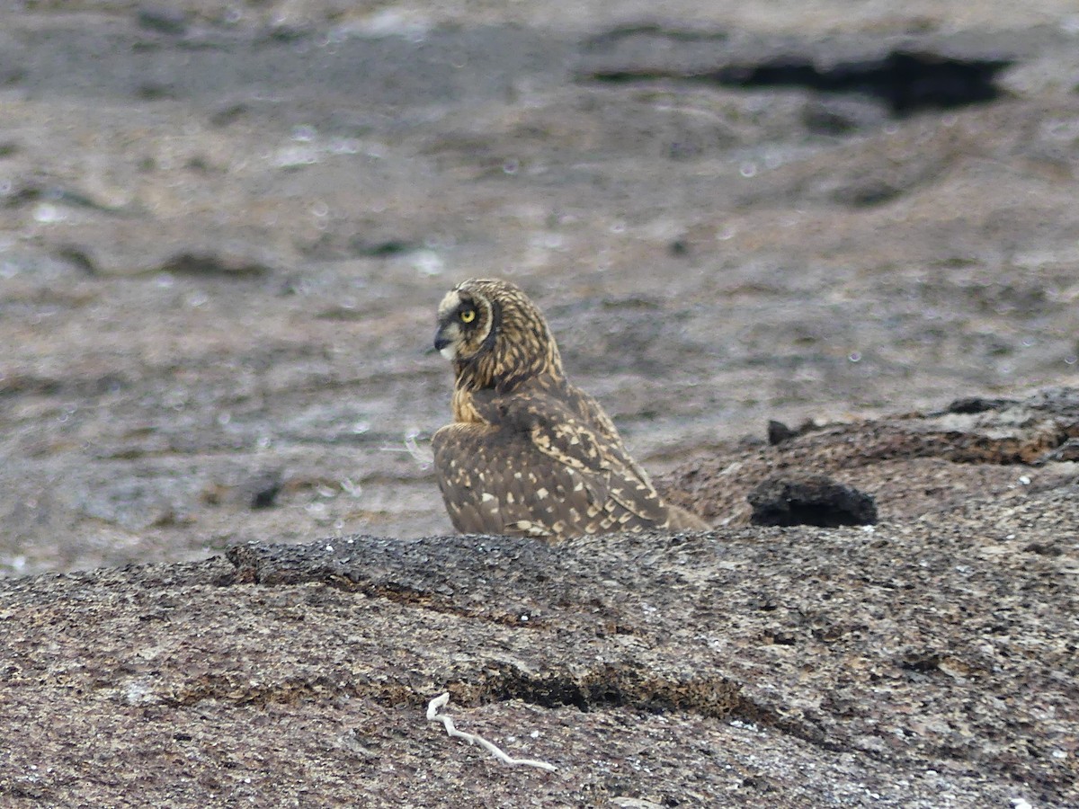 Short-eared Owl (Galapagos) - ML124509181