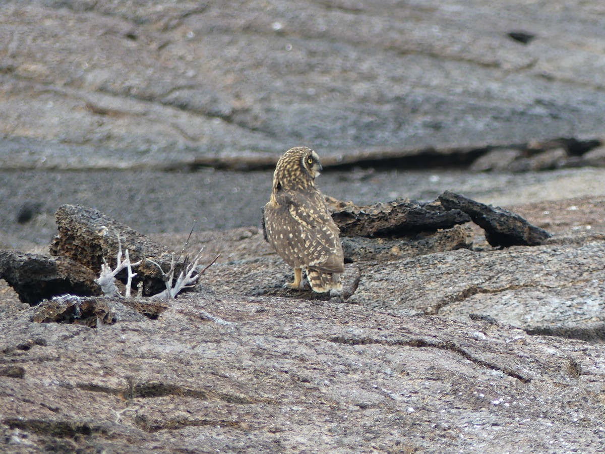 Short-eared Owl (Galapagos) - ML124509311