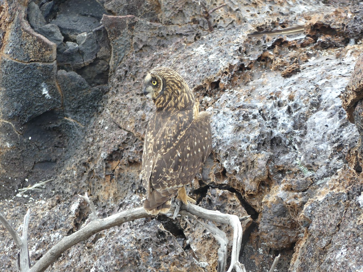 Short-eared Owl (Galapagos) - Susan Brauning