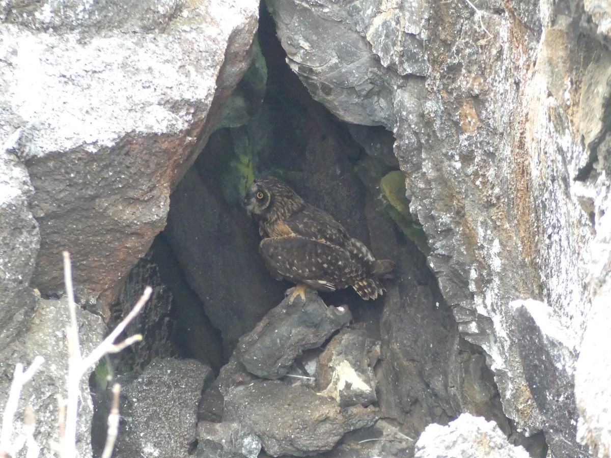 Short-eared Owl (Galapagos) - ML124509641