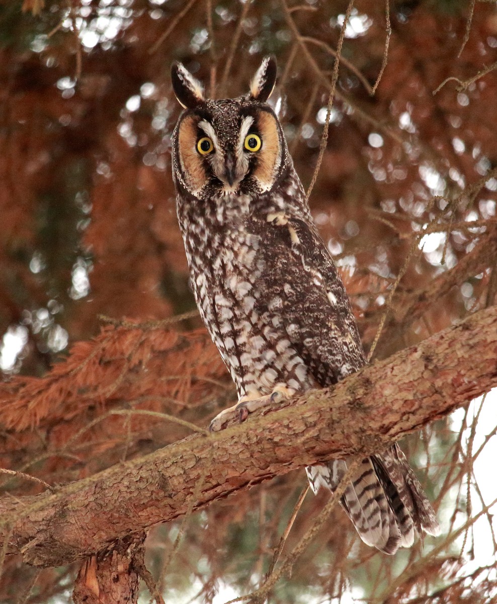 Long-eared Owl - Louis de Jong