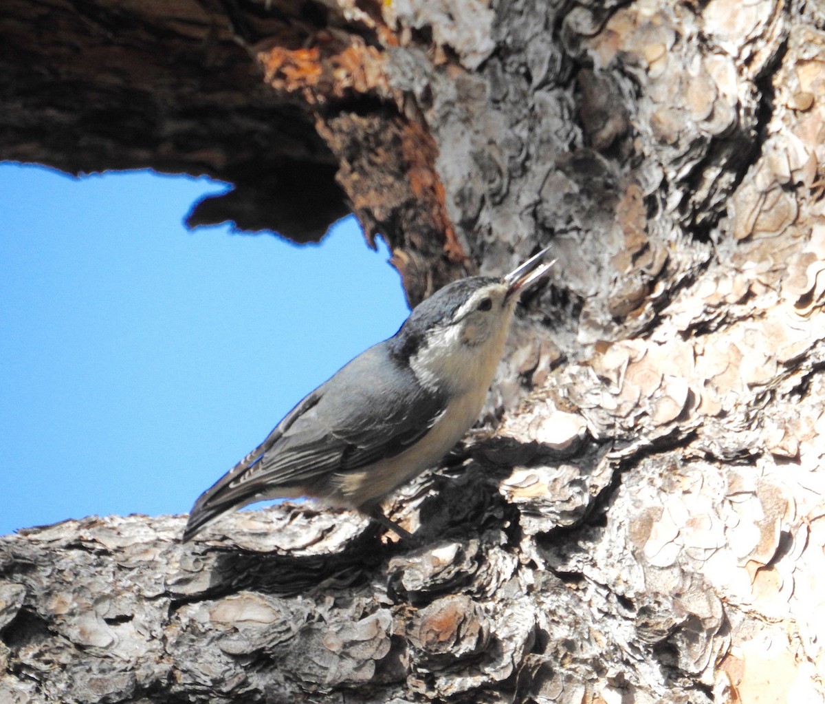 White-breasted Nuthatch - ML124509961