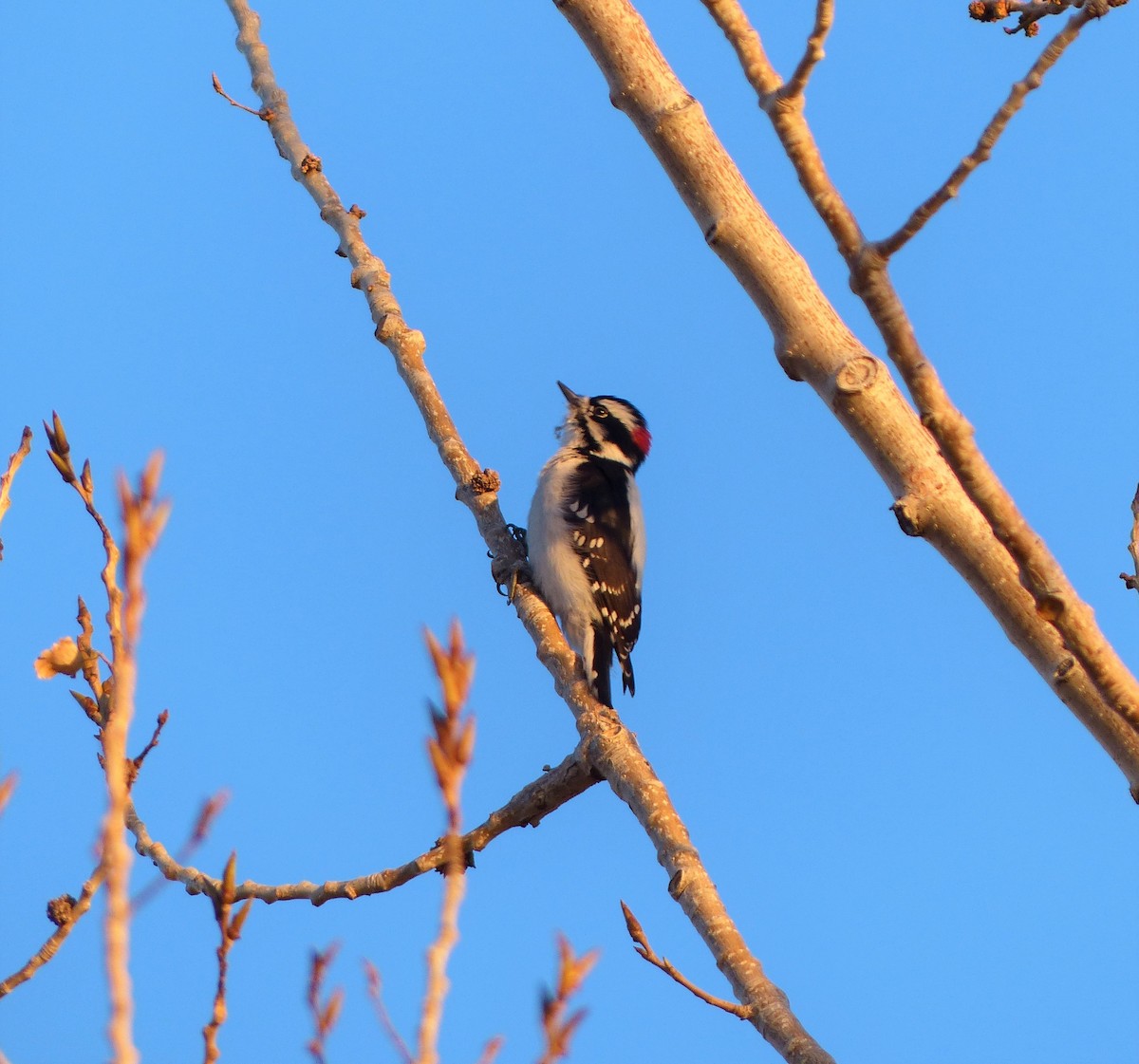 Downy Woodpecker (Rocky Mts.) - 🦉Max Malmquist🦉