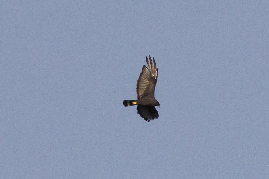 Zone-tailed Hawk - ML124516161