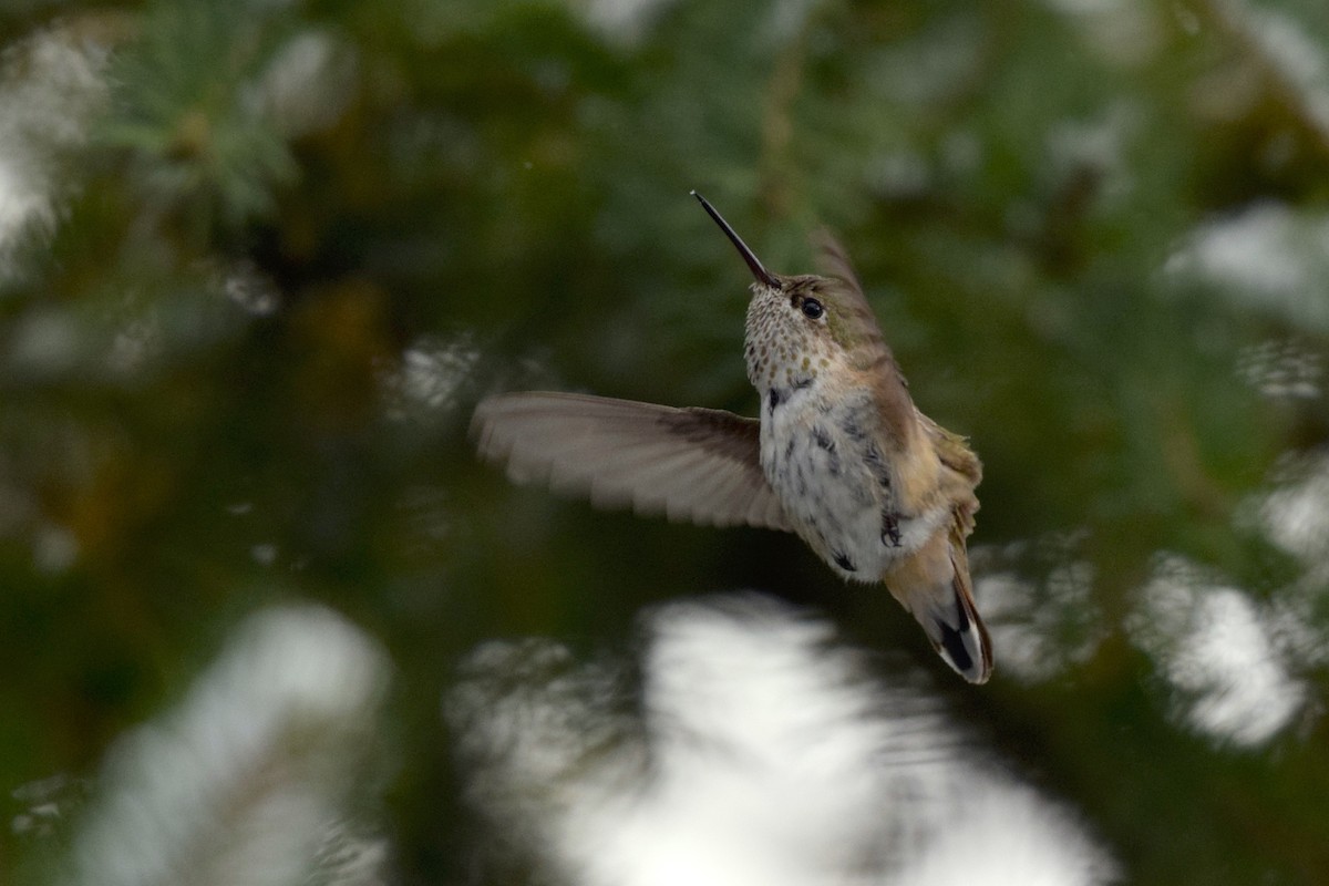 Calliope Hummingbird - Ethan Gosnell