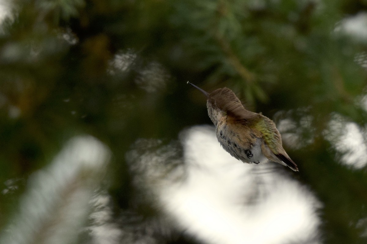 Calliope Hummingbird - ML124517581