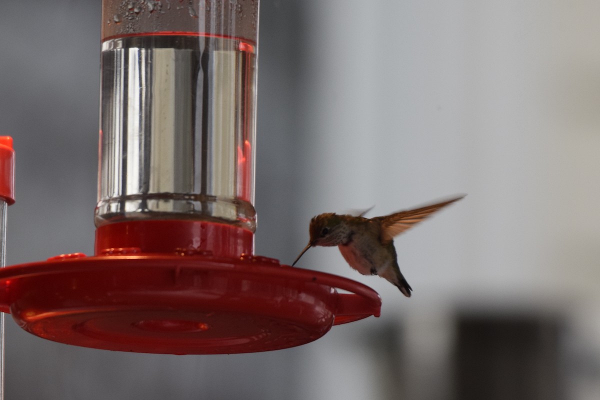 Calliope Hummingbird - ML124518261