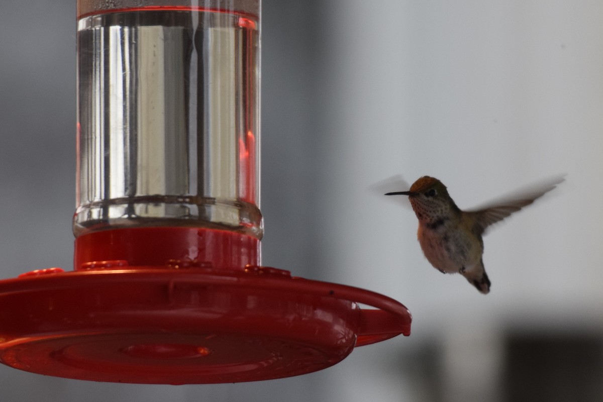 Calliope Hummingbird - ML124518411