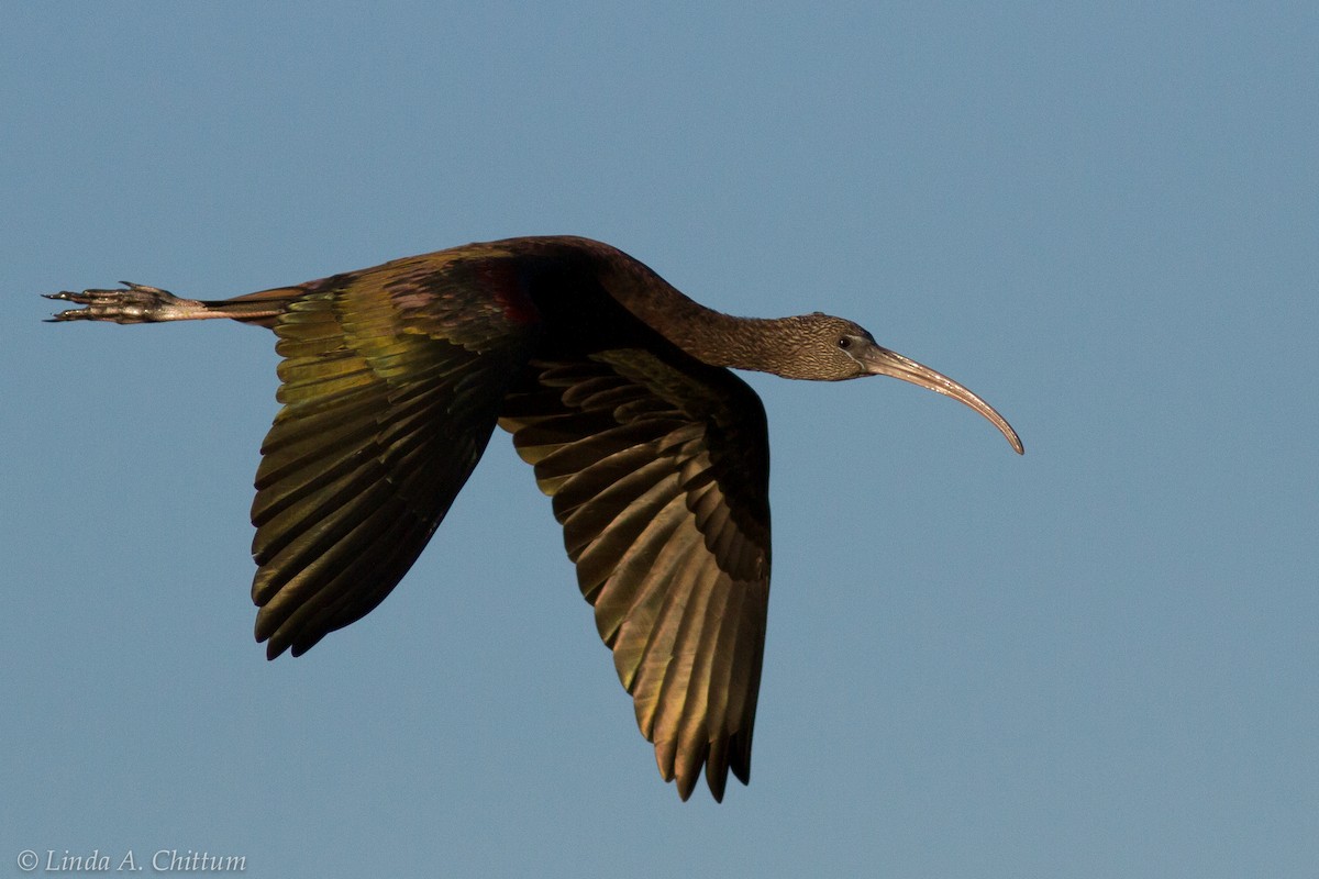 ibis hnědý - ML124524121