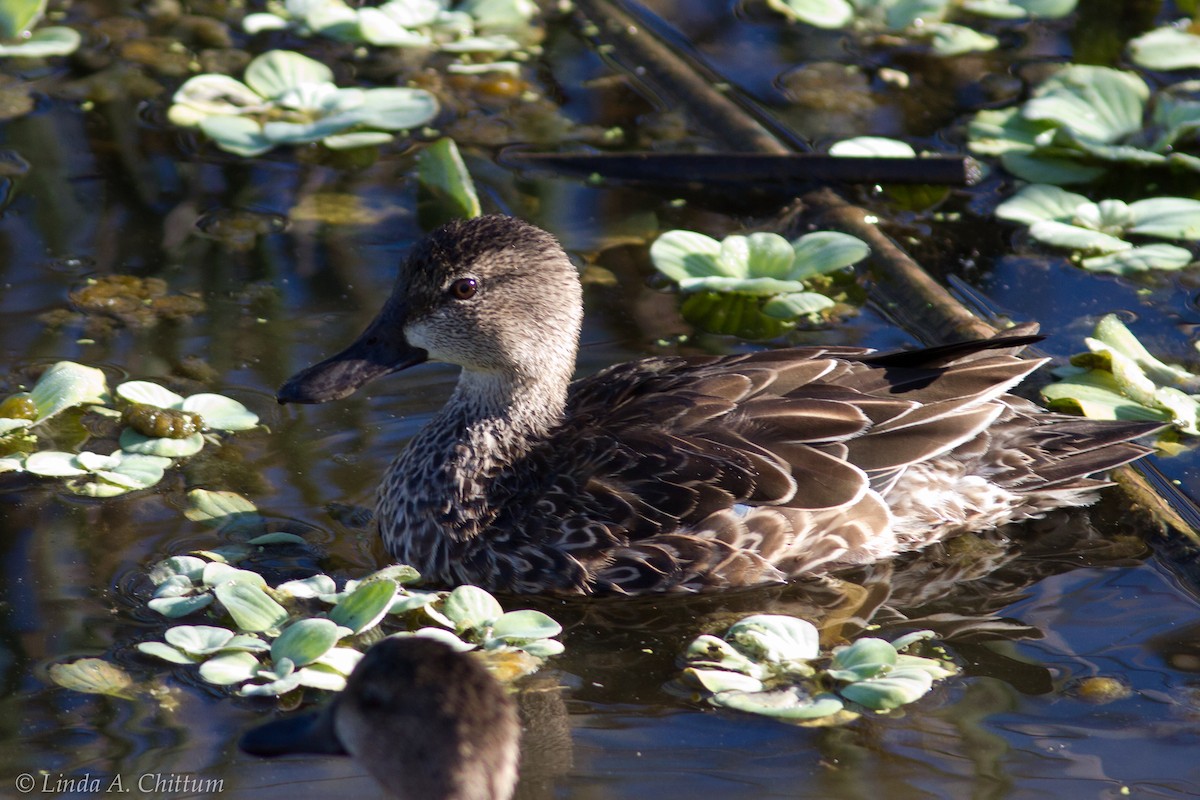 Blue-winged Teal - ML124524851