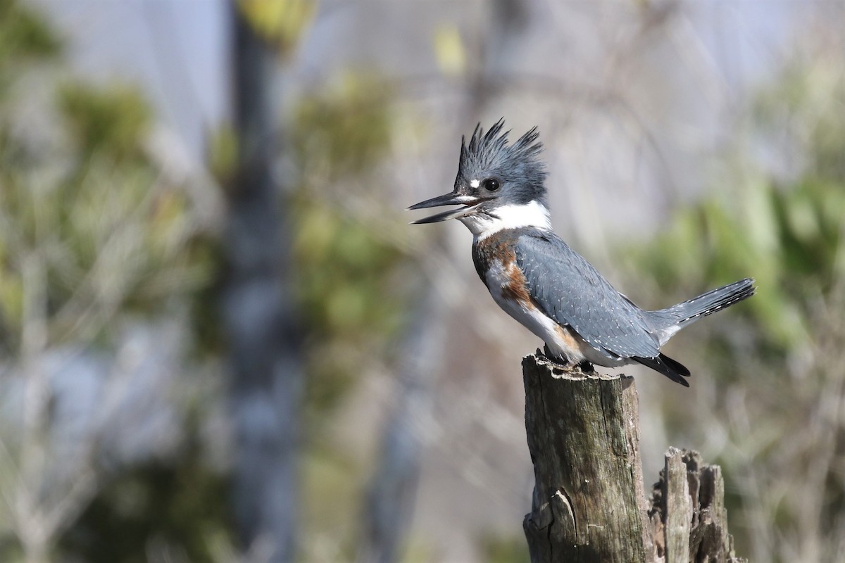 Belted Kingfisher - ML124525731