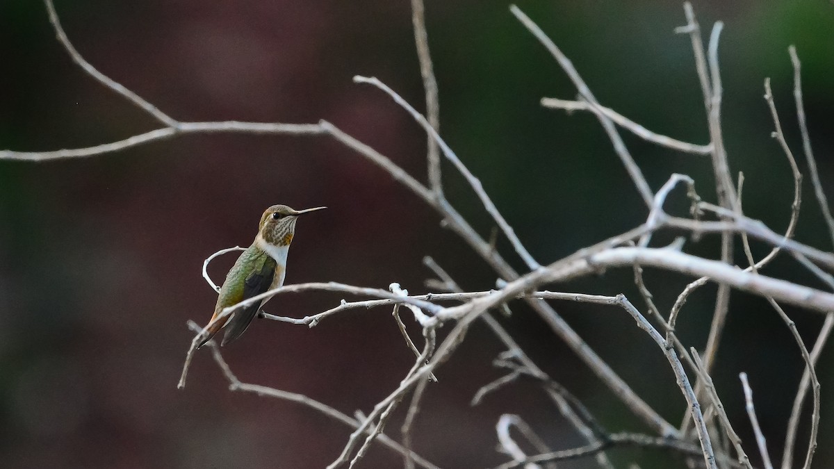 Broad-tailed Hummingbird - ML124527971
