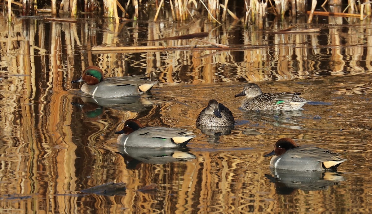 Green-winged Teal - ML124530221