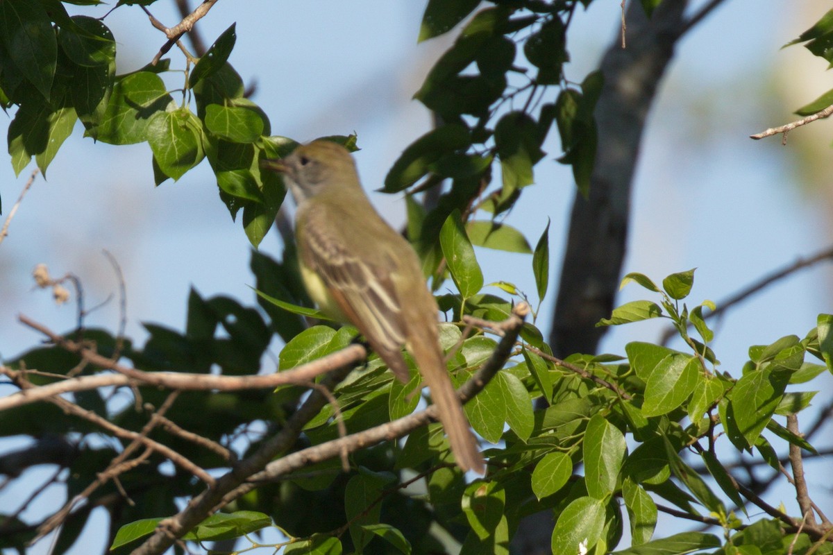 Great Crested Flycatcher - ML124530531