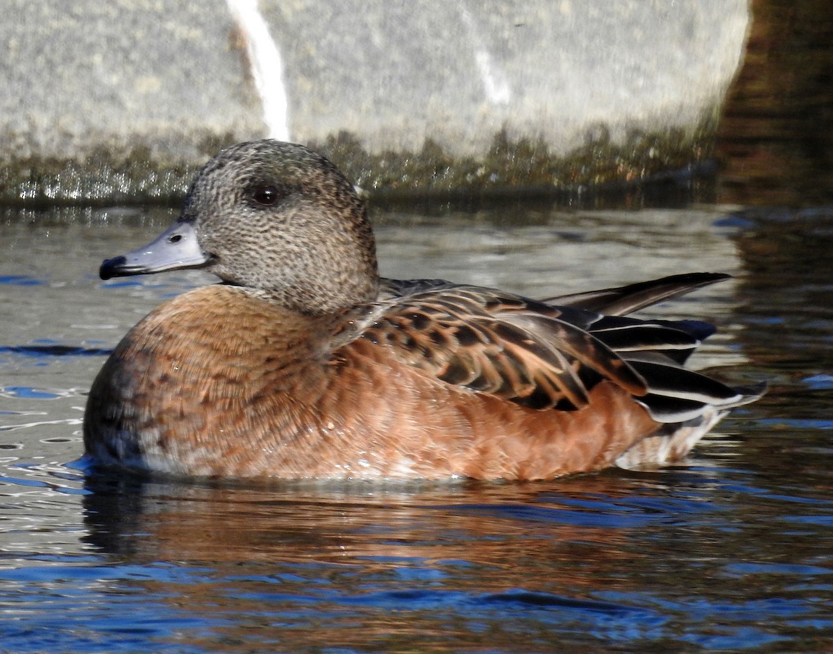 American Wigeon - Andrew Birch