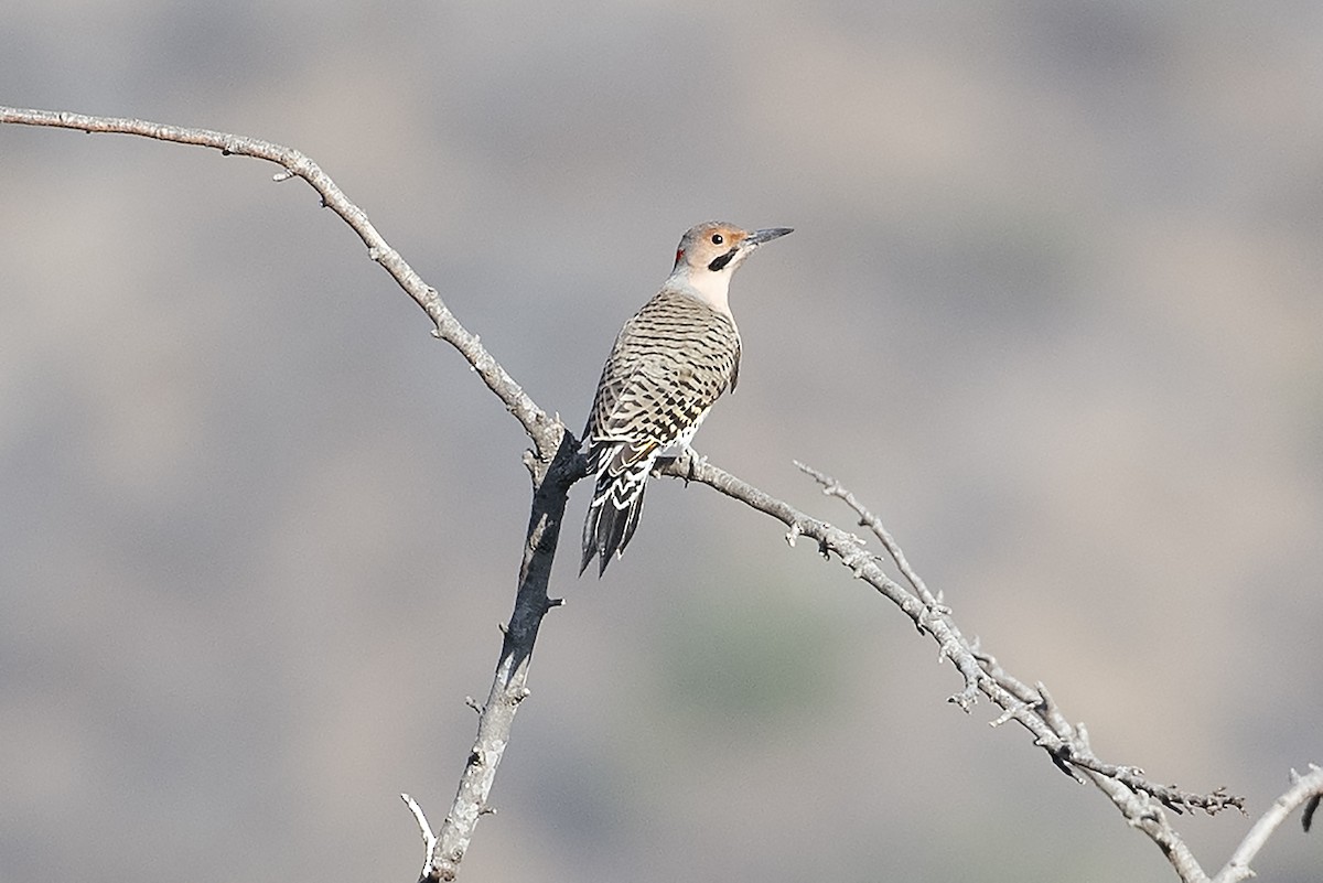 Northern Flicker (Yellow-shafted) - ML124532691