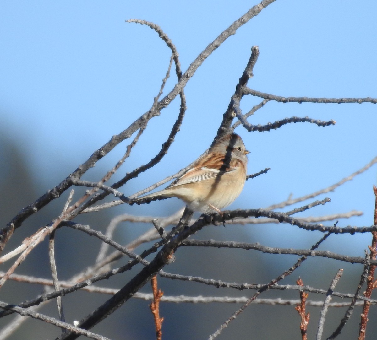 American Tree Sparrow - ML124536091