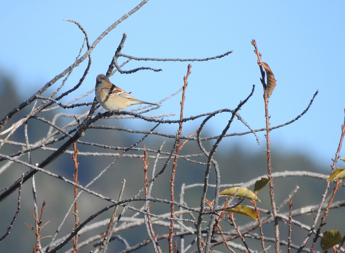 American Tree Sparrow - ML124536101