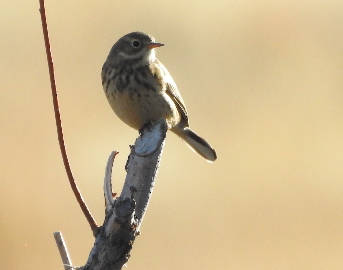 American Pipit - Shane Sater