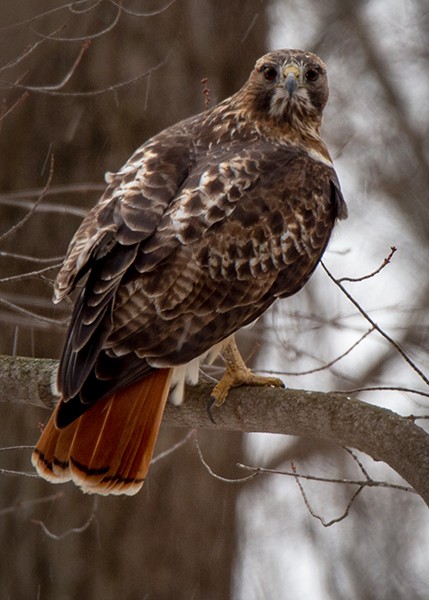 Red-tailed Hawk - ML124536631