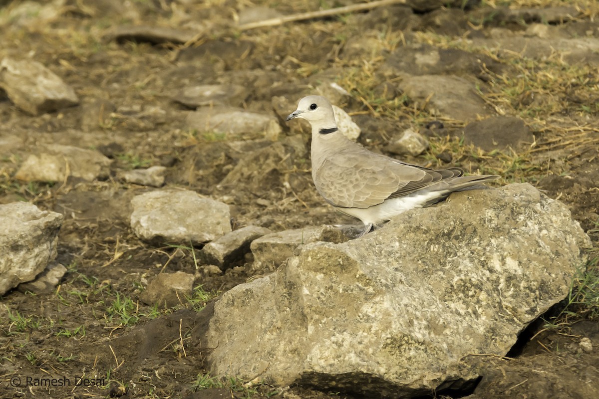 Eurasian Collared-Dove - ML124540621