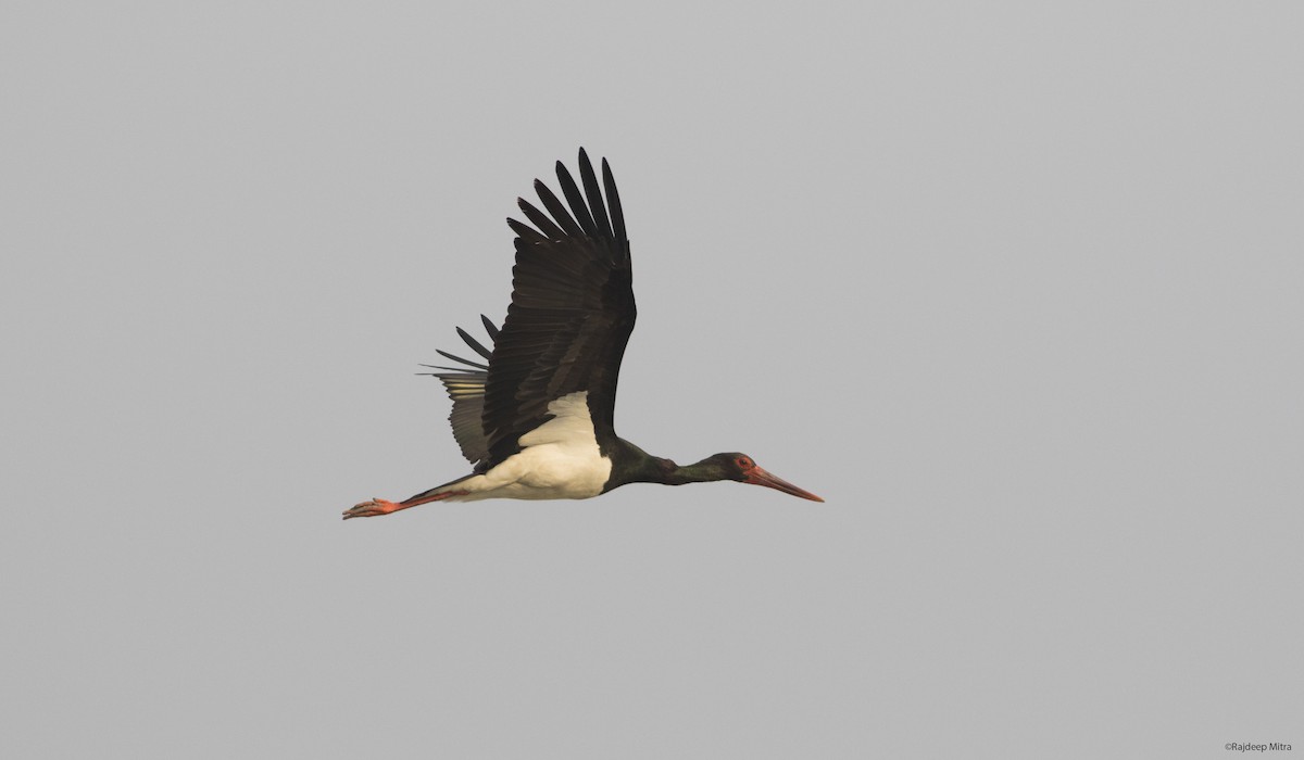 Black Stork - Rajdeep Mitra