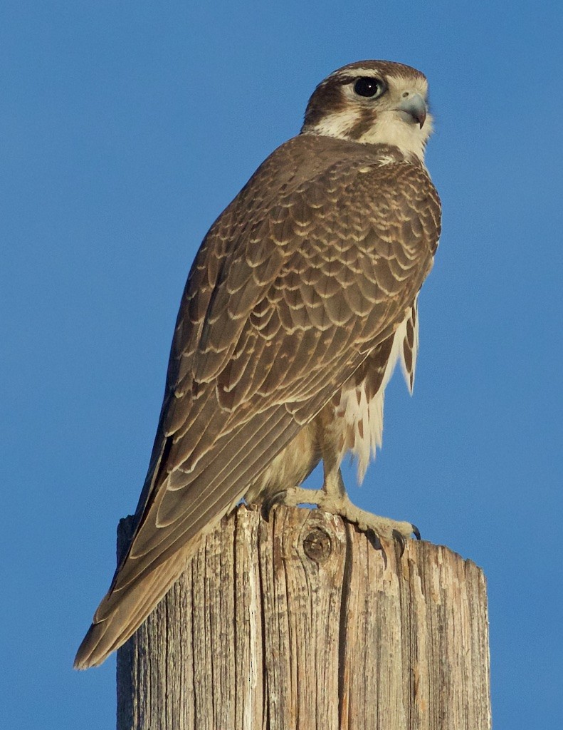 Prairie Falcon - Ed Harper