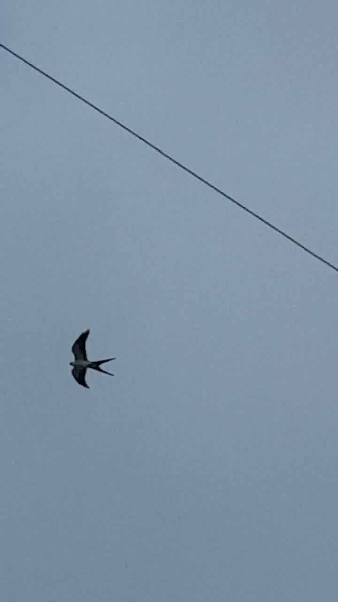 Swallow-tailed Kite - ML124541621