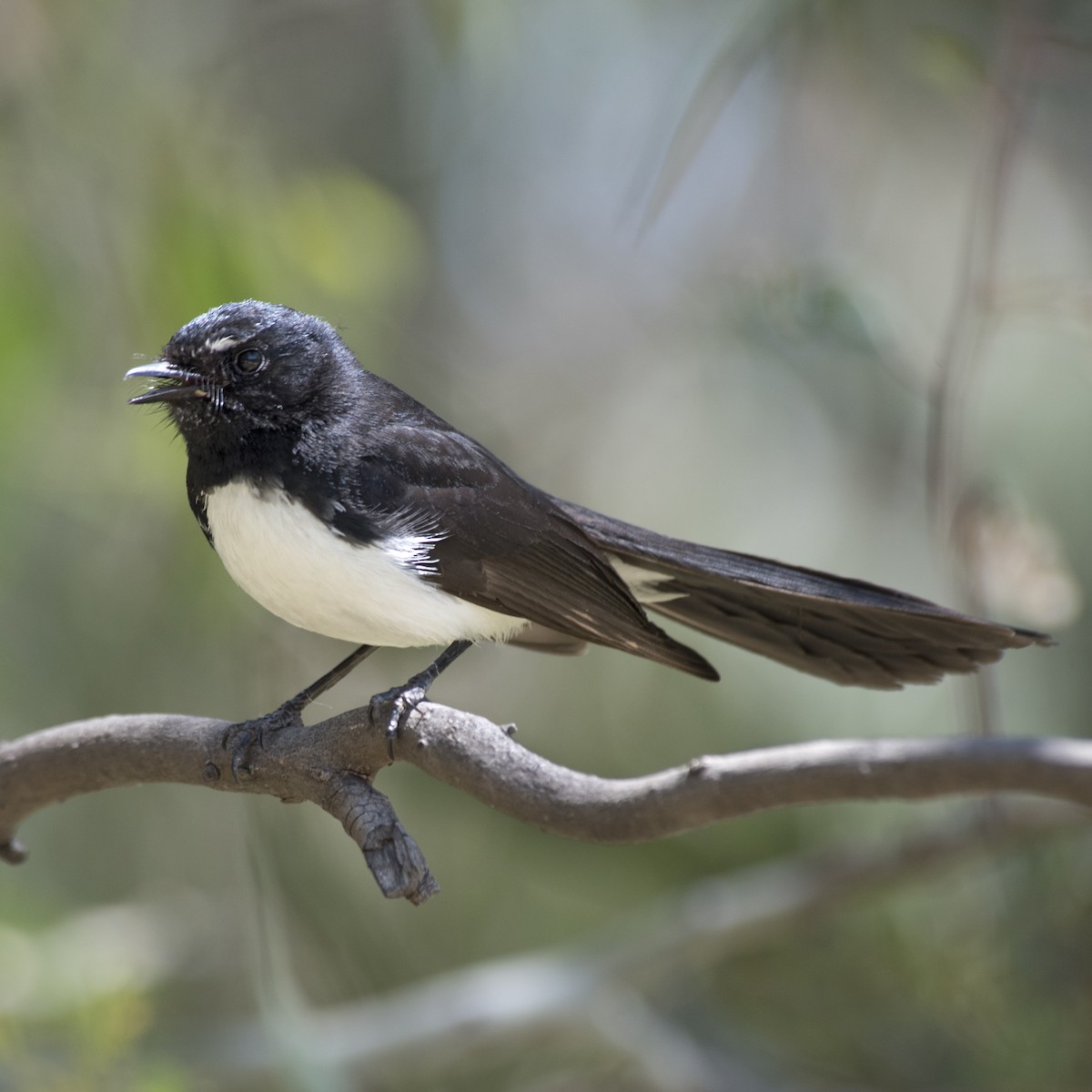 Willie-wagtail - Dan Forster