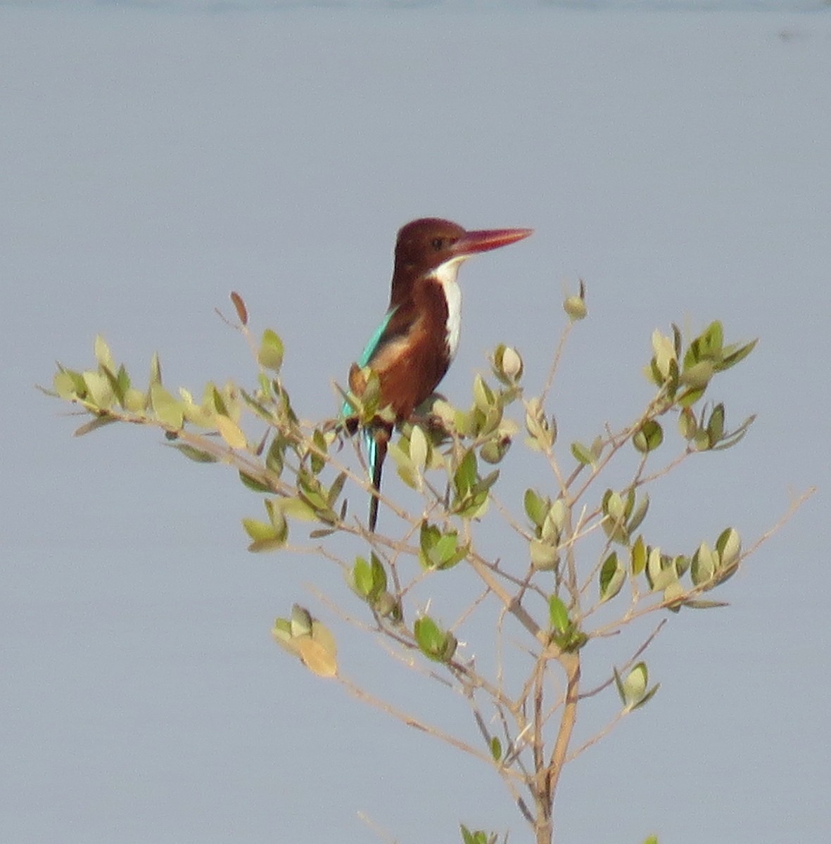 White-throated Kingfisher - Brian James