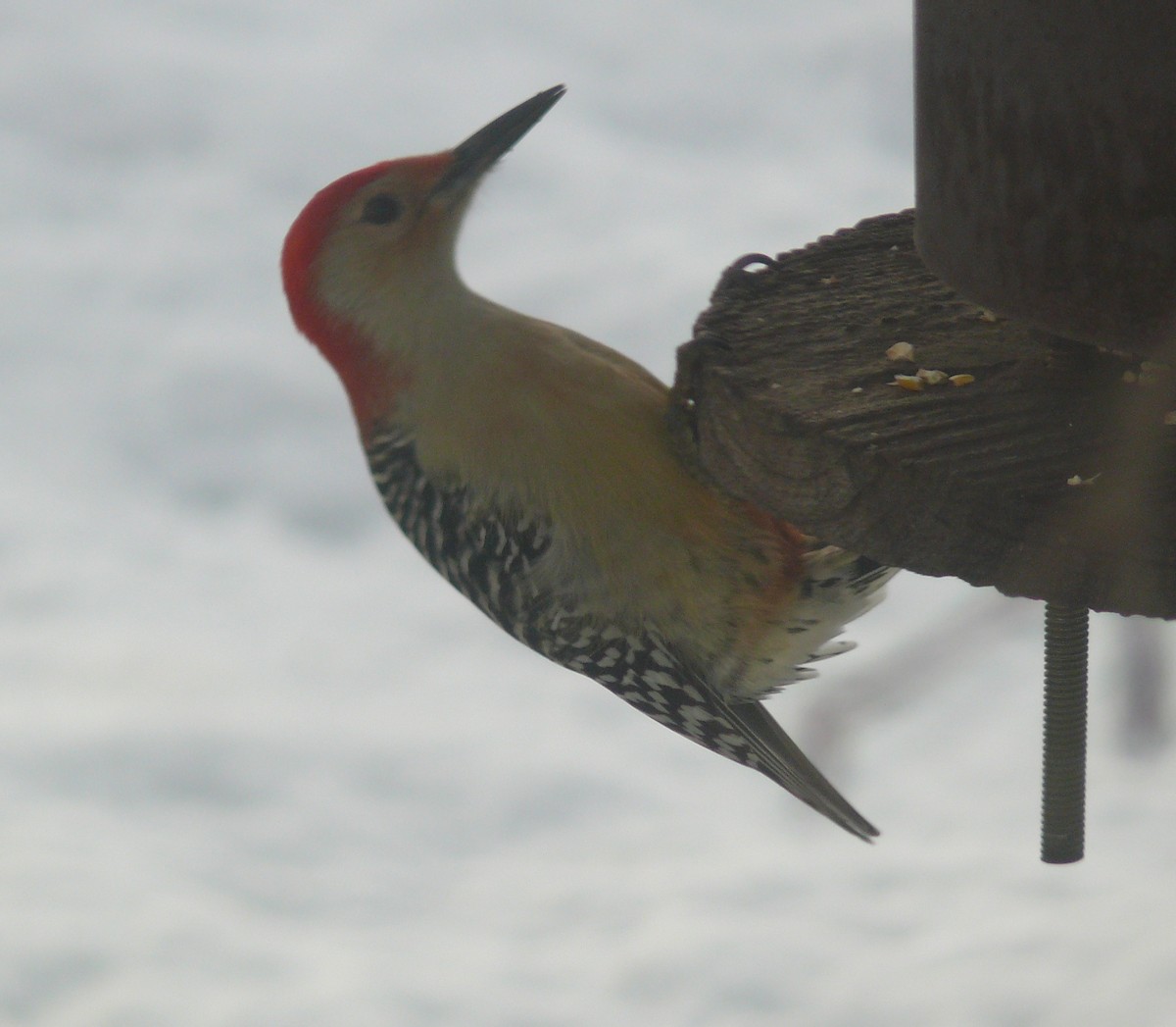 Red-bellied Woodpecker - Marshall Schmidt