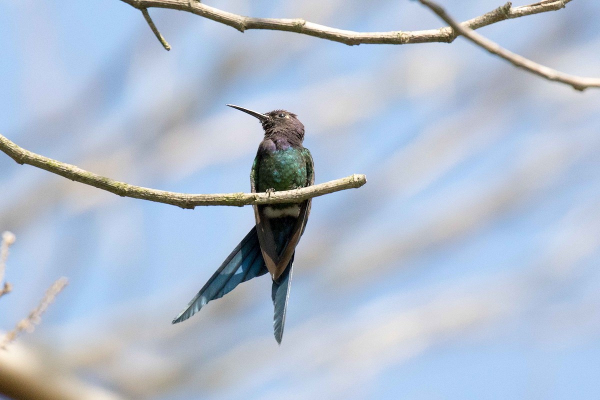 Swallow-tailed Hummingbird - ML124551881