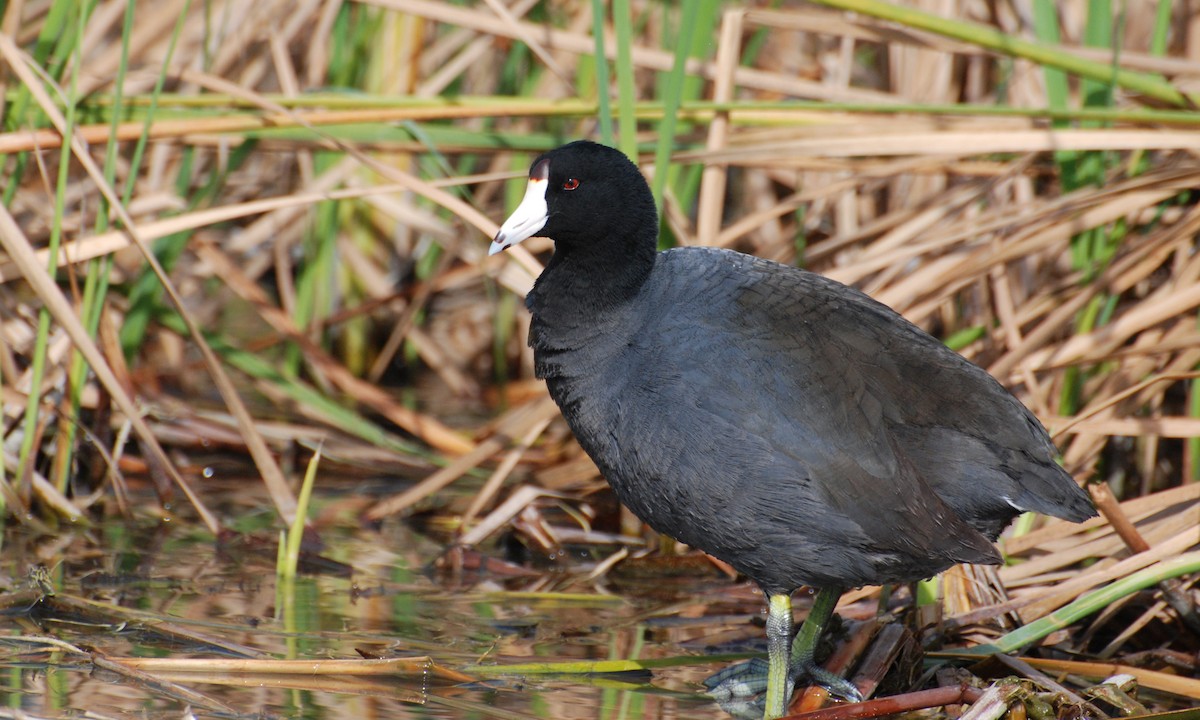 American Coot (Red-shielded) - Mark Esparza