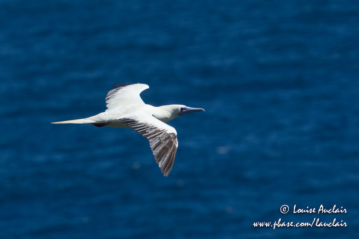 Red-footed Booby - Louise Auclair
