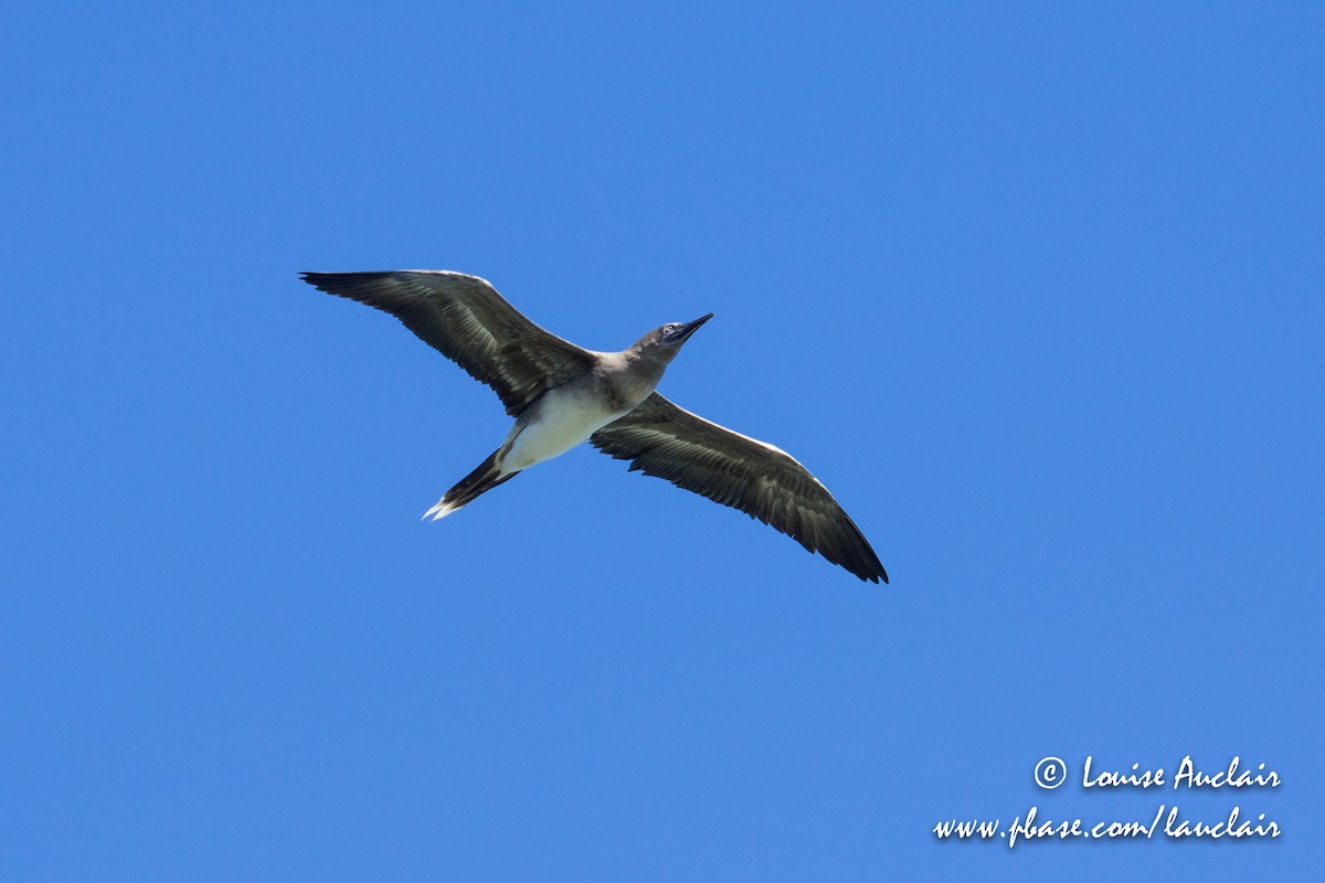 Red-footed Booby - Louise Auclair