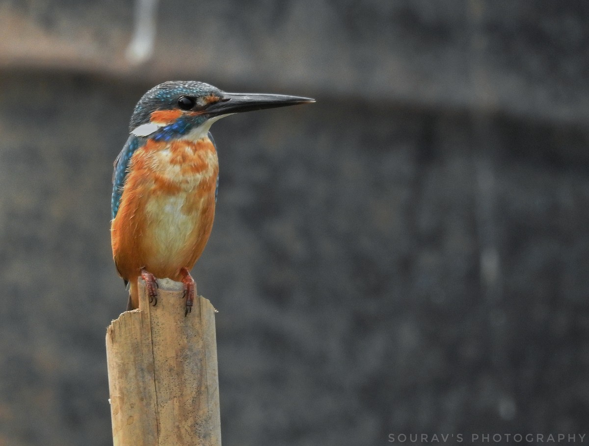 Common Kingfisher - Sourav Halder