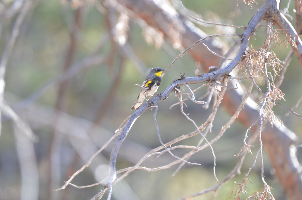 Yellow-rumped Warbler (Audubon's) - Jody Shugart