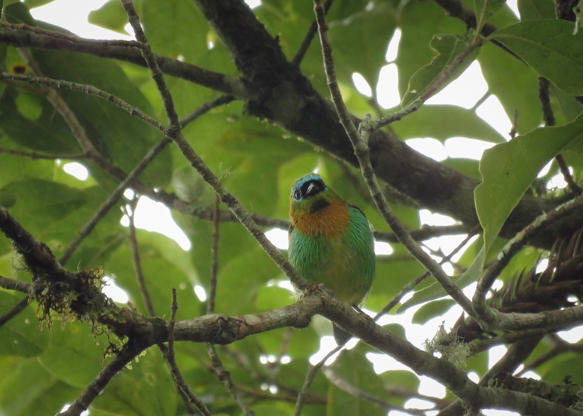 Brassy-breasted Tanager - ML124554221
