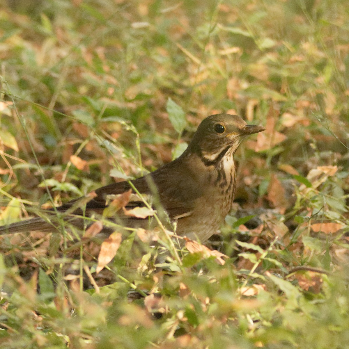 Black-throated Thrush - Able Lawrence