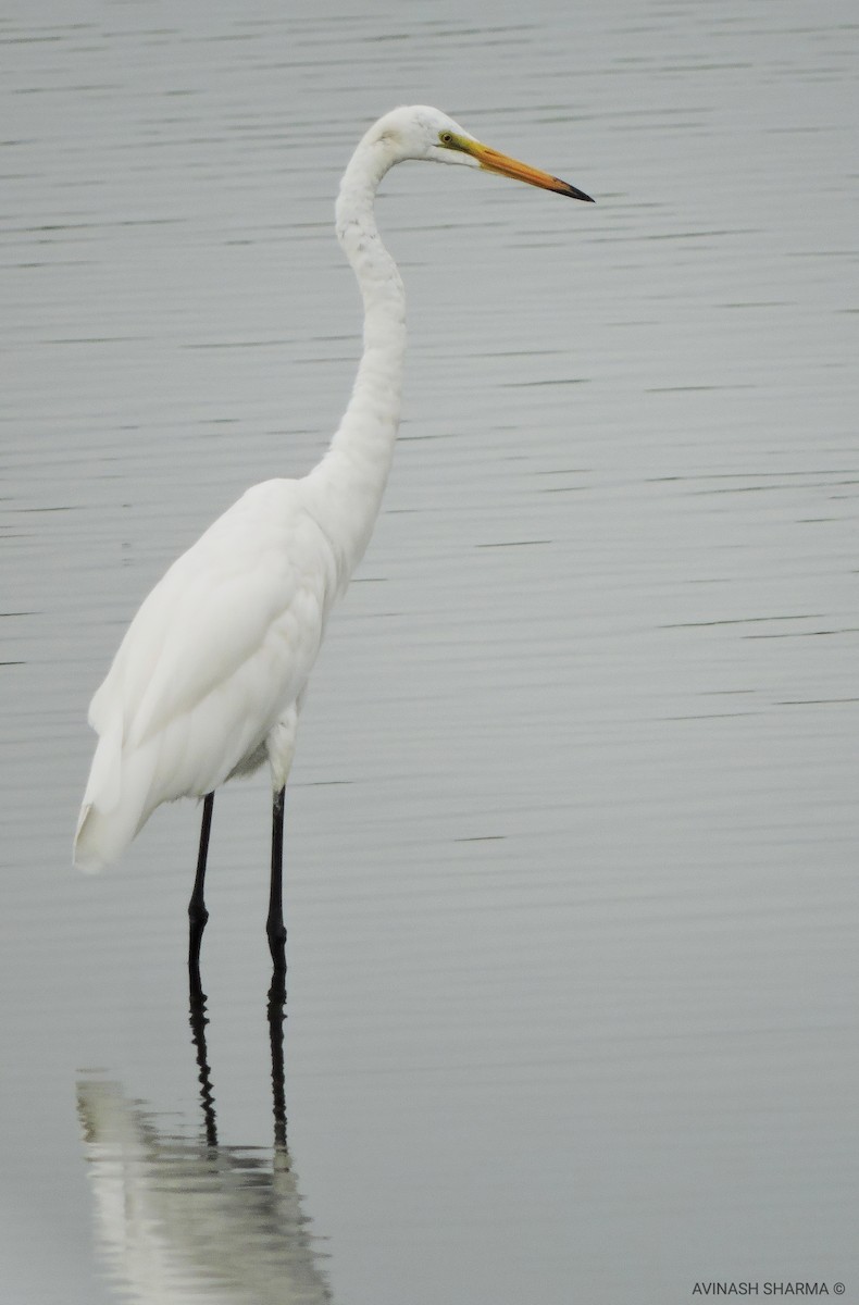 Great Egret - AVINASH SHARMA