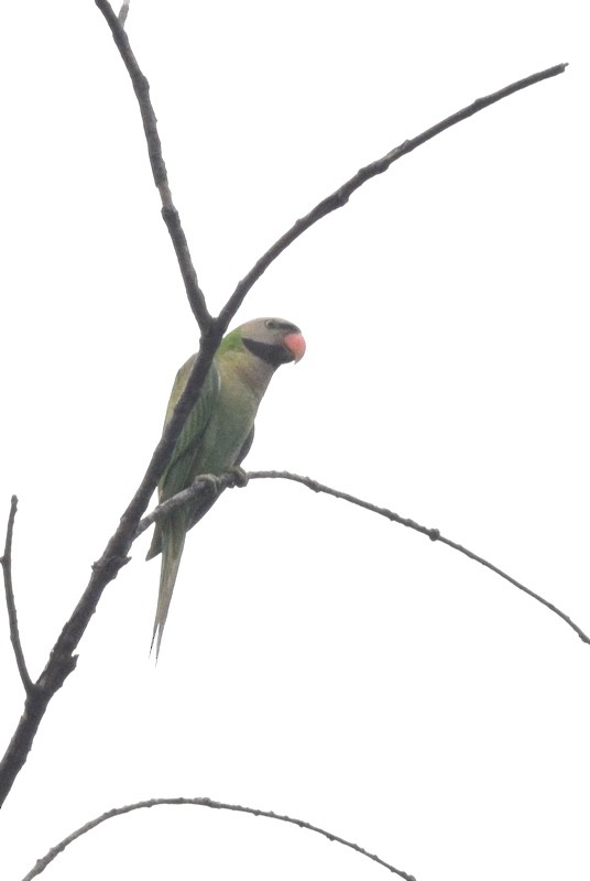 Red-breasted Parakeet - Kok Hui Tan