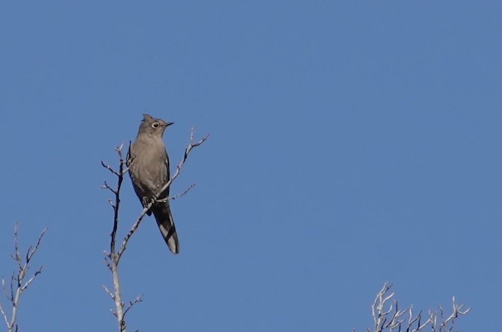 Townsend's Solitaire - Walt Anderson