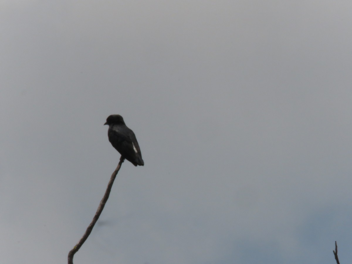 Swallow-winged Puffbird - ML124568971