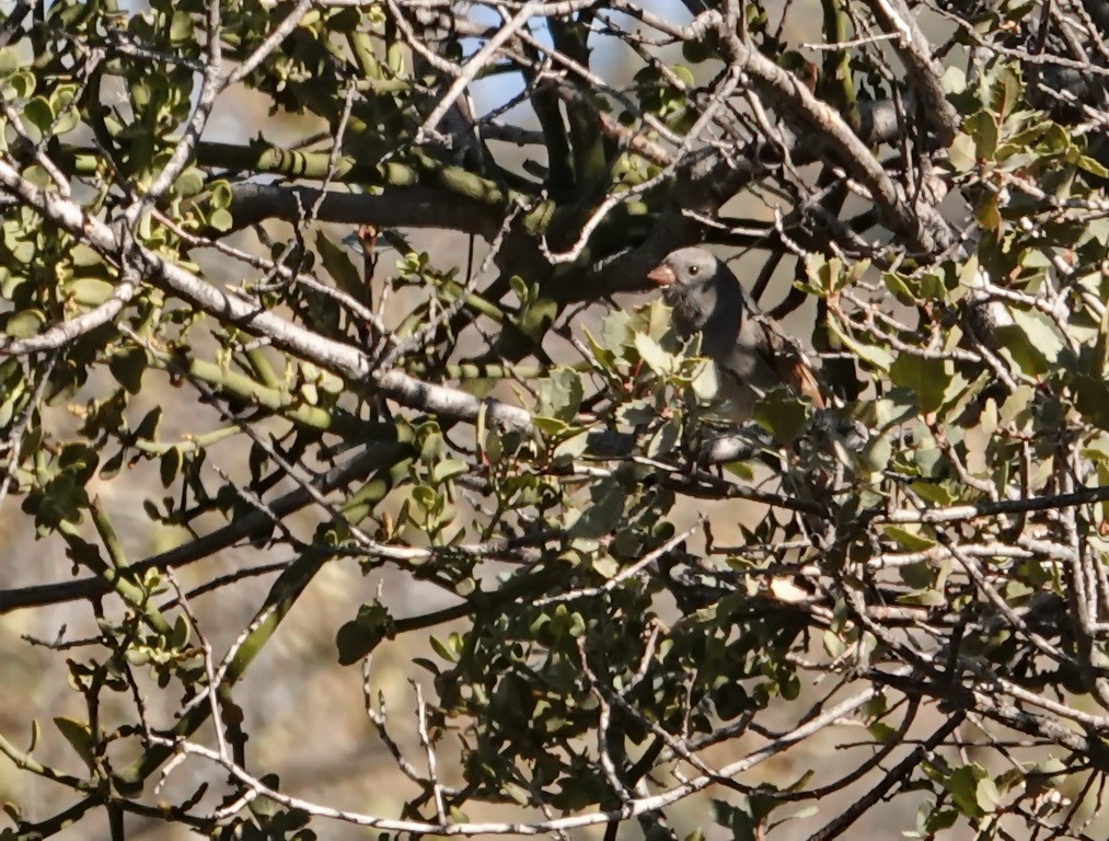 Black-chinned Sparrow - ML124568991