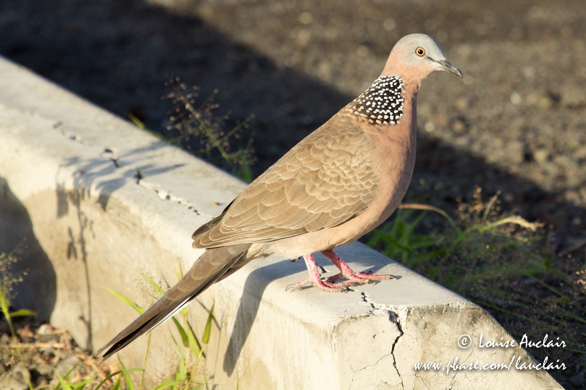Spotted Dove - Louise Auclair