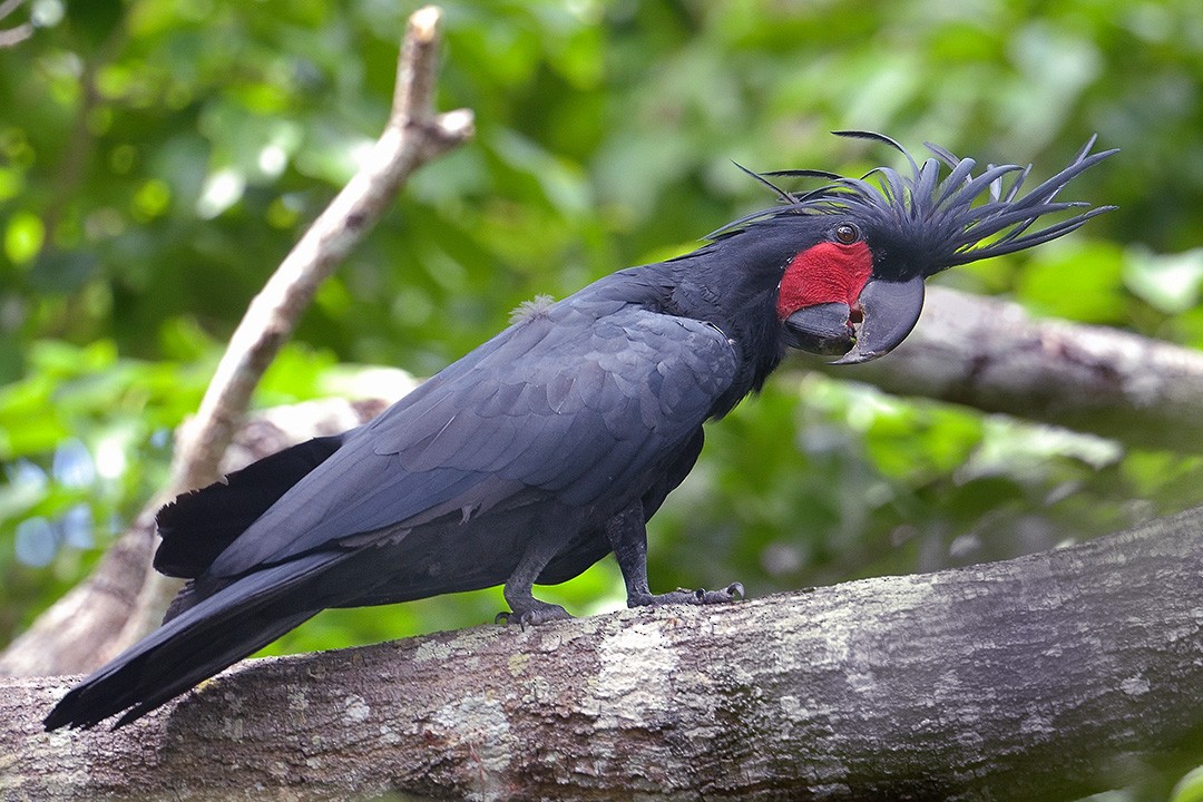 Palm Cockatoo - Paul Maury
