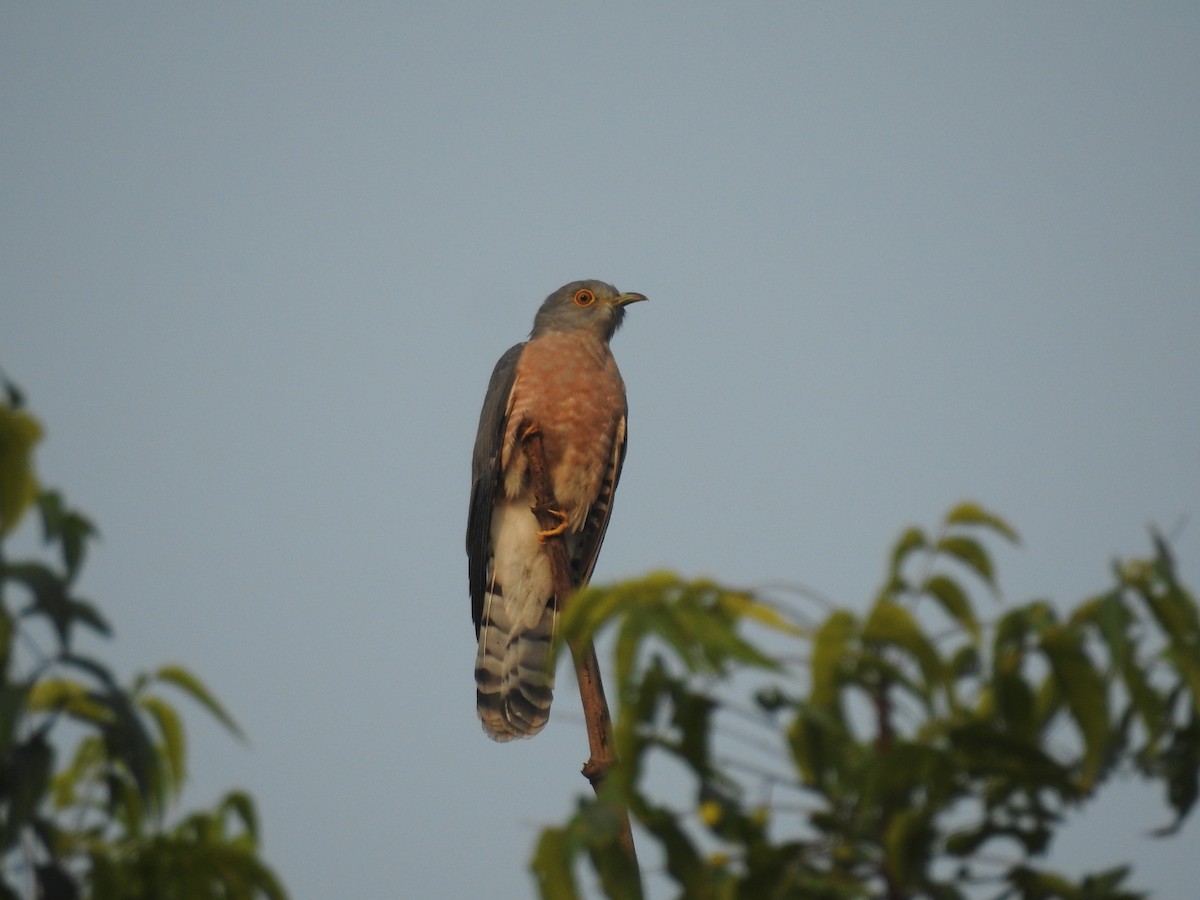 Common Hawk-Cuckoo - Amit Ghosh