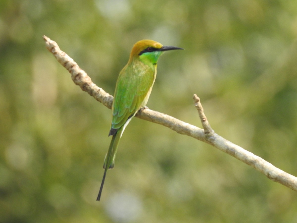 Asian Green Bee-eater - ML124578681
